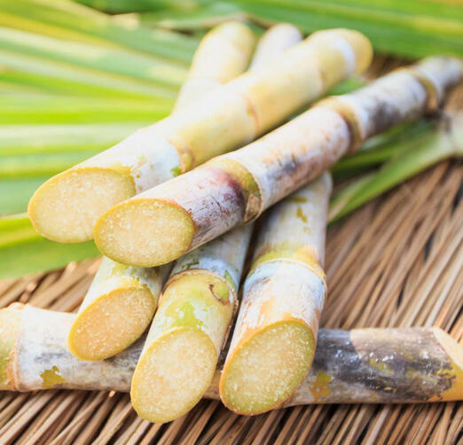 Sugarcane